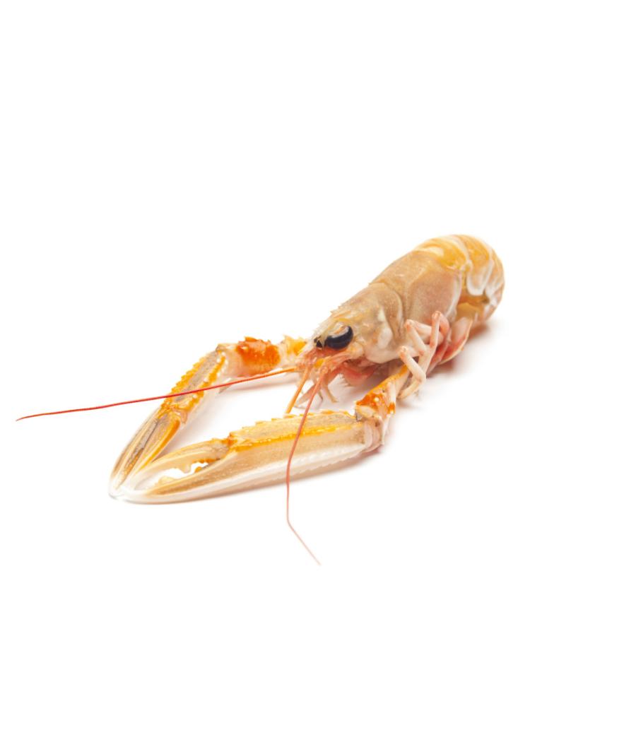 LANGOUSTINE 10/15 COTE OUEST ECOSSE PECHEE EN ATLANTIQUE NORD EST COLIS 3 KG PACK DE 3 LANGOUSTINE 10/15 COTE OUEST ECOSSE PECHEE EN ATLANTIQUE NORD EST COLIS 3 KG PACK DE 3