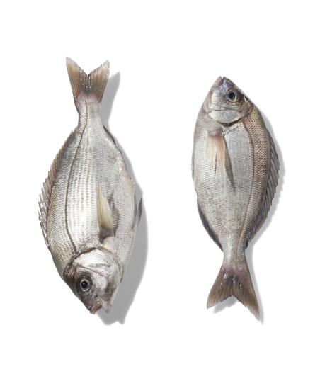 DORADE GRISE CALIBRE 800/2.0 PECHE EN MER OCEAN ATLANTIQUE NORD-EST COLIS DE 1,4KG PACK DE 1.4