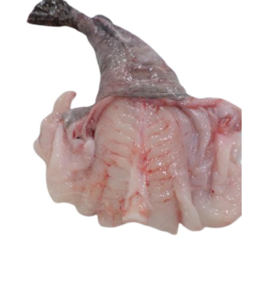LOTTE CALIBRE 2/4 PECHE EN MER OCEAN ATLANTIQUE NORD-EST COLIS DE 3KG PACK DE 3 LOTTE CALIBRE 2/4 PECHE EN MER OCEAN ATLANTIQUE NORD-EST COLIS DE 3KG PACK DE 3
