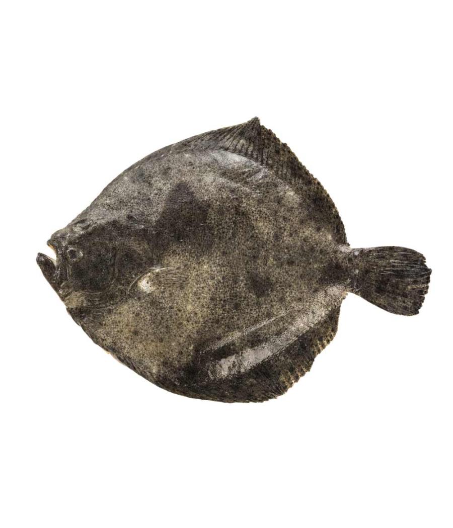 TURBOT CALIBRE 400/600  PECHE EN MER OCEAN ATLANTIQUE NORD-EST COLIS DE 0,5KG TURBOT CALIBRE 400/600  PECHE EN MER OCEAN ATLANTIQUE NORD-EST COLIS DE 0,5KG