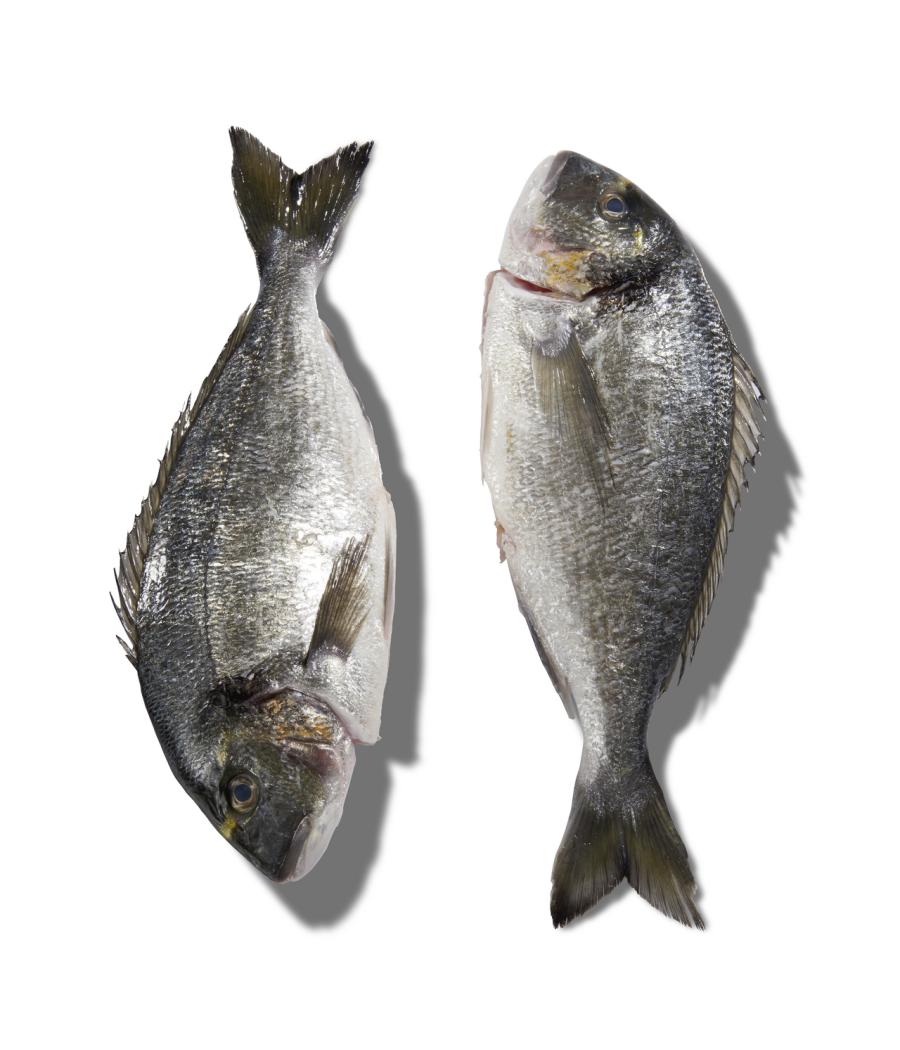 DAURADE ROYALE CALIBRE 2/3 PECHE EN MER OCEAN ATLANTIQUE NORD-EST COLIS DE 2,5KG PACK DE 2.5 DAURADE ROYALE CALIBRE 2/3 PECHE EN MER OCEAN ATLANTIQUE NORD-EST COLIS DE 2,5KG PACK DE 2.5