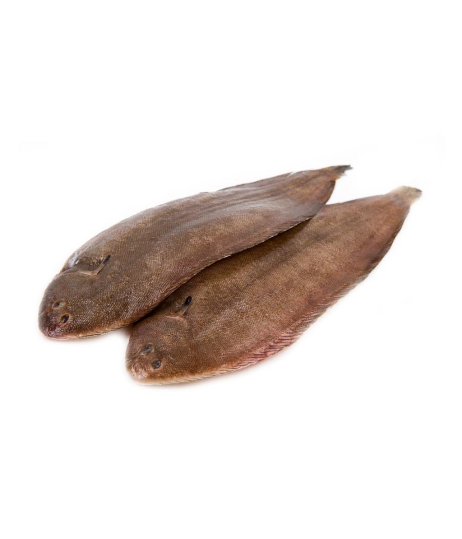 SOLE CALIBRE 300/400 PECHE EN MER OCEAN ATLANTIQUE NORD-EST COLIS DE 0,35KG SOLE CALIBRE 300/400 PECHE EN MER OCEAN ATLANTIQUE NORD-EST COLIS DE 0,35KG