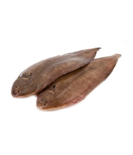 SOLE CALIBRE 300/400 PECHE EN MER OCEAN ATLANTIQUE NORD-EST COLIS DE 0,35KG