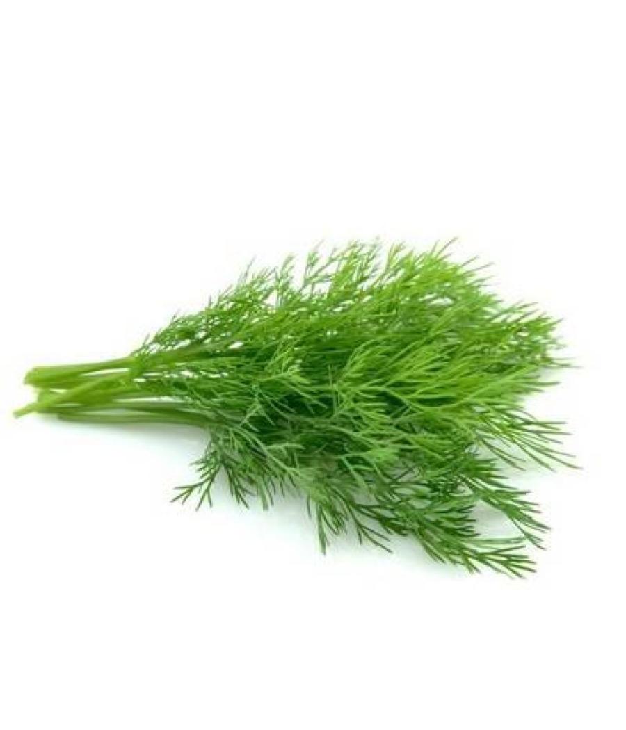 ANETH BARQUETTE DE 0,03 KG VENDU PAR PACK DE 30 PIECES PACK DE 30 ANETH BARQUETTE DE 0,03 KG VENDU PAR PACK DE 30 PIECES PACK DE 30