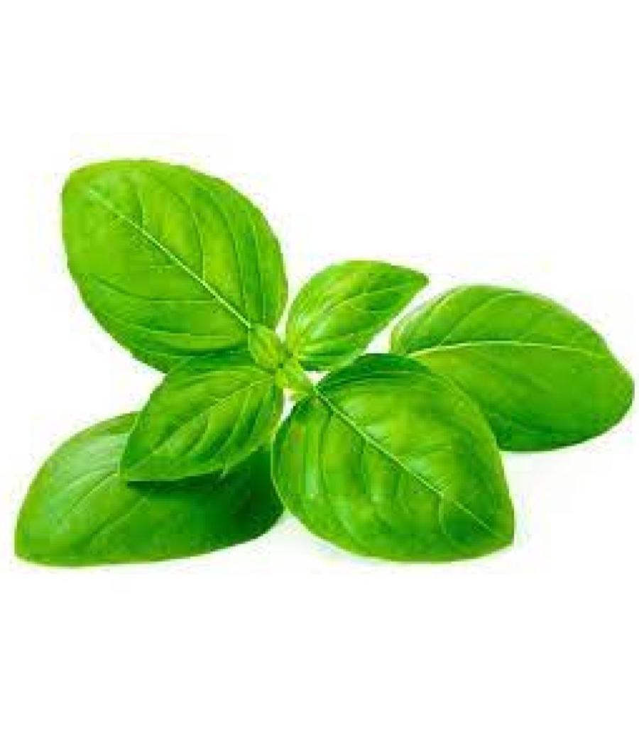 BASILIC FRAIS ORIGINE : UE BARQUETTE DE 0,03 KG VENDU PAR PACK DE 30 PIECES PACK DE 30 BASILIC FRAIS ORIGINE : UE BARQUETTE DE 0,03 KG VENDU PAR PACK DE 30 PIECES PACK DE 30