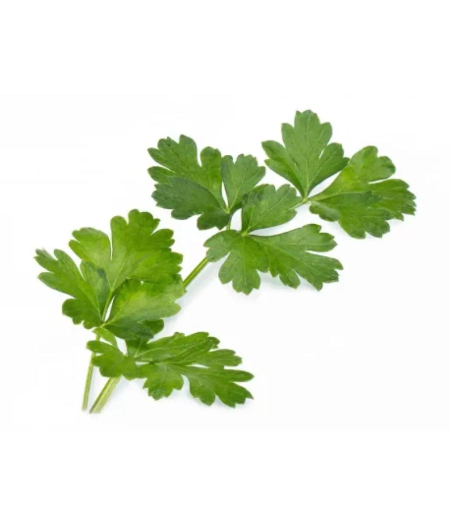 PERSIL PLAT FRAIS ORIGINE : UE BARQUETTE DE 0,03 KG VENDU PAR PACK DE 30 PIECES PACK DE 30 PERSIL PLAT FRAIS ORIGINE : UE BARQUETTE DE 0,03 KG VENDU PAR PACK DE 30 PIECES PACK DE 30