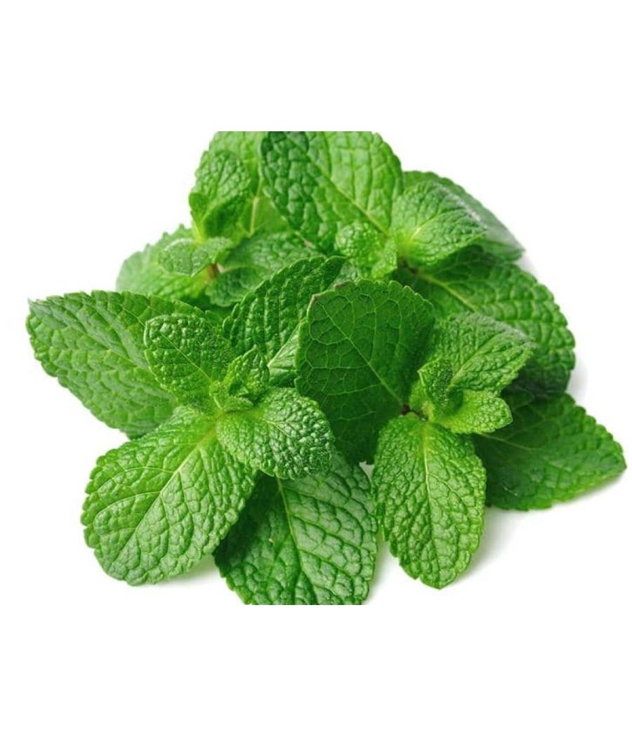 MENTHE FRAICHE ORIGINE : UE BARQUETTE DE 0,03 KG VENDU PAR PACK DE 30 PIECES PACK DE 30 MENTHE FRAICHE ORIGINE : UE BARQUETTE DE 0,03 KG VENDU PAR PACK DE 30 PIECES PACK DE 30