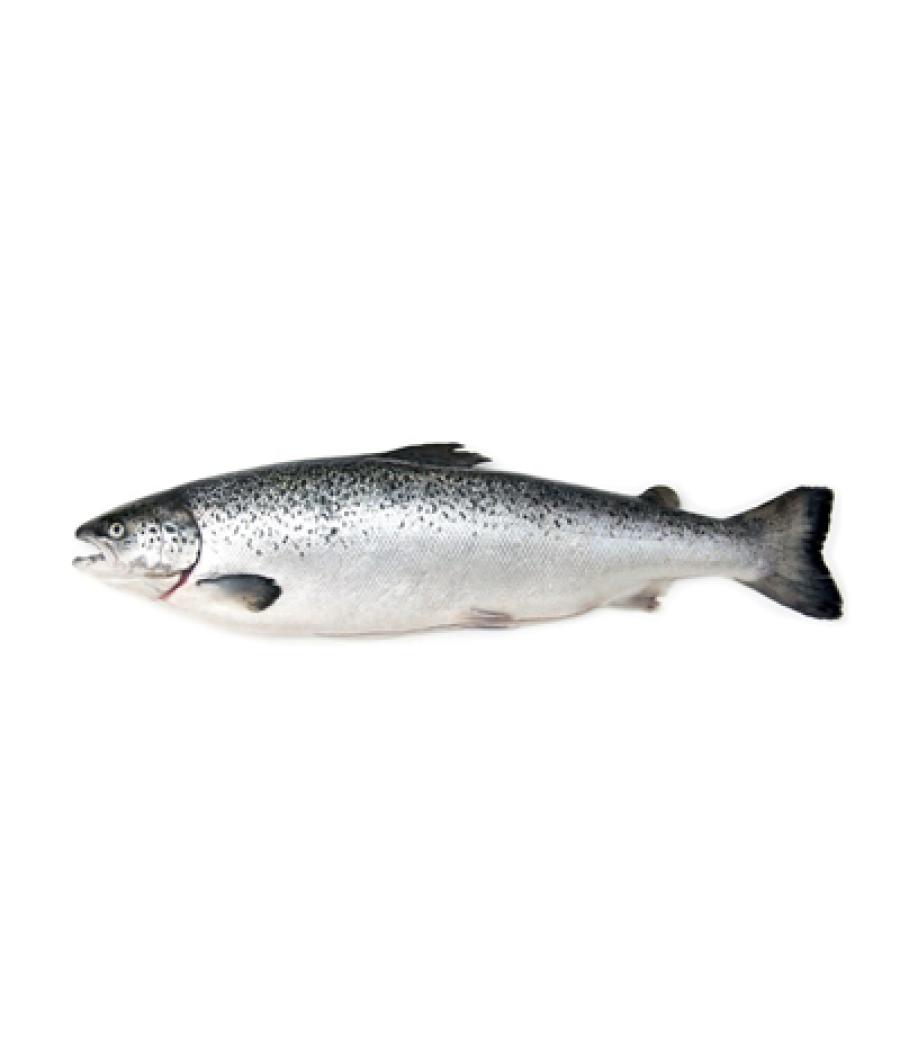 FILIERE SAUMON CALIBRE 2/3 ELEVAGE NORVEGE FILIERE SAUMON CALIBRE 2/3 ELEVAGE NORVEGE