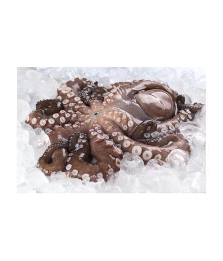 POULPE CRU  : ATLANTIQUE CENTRE-EST CALIBRE : 1/2 EN COURS DE DECONGELATION PACK DE 3
