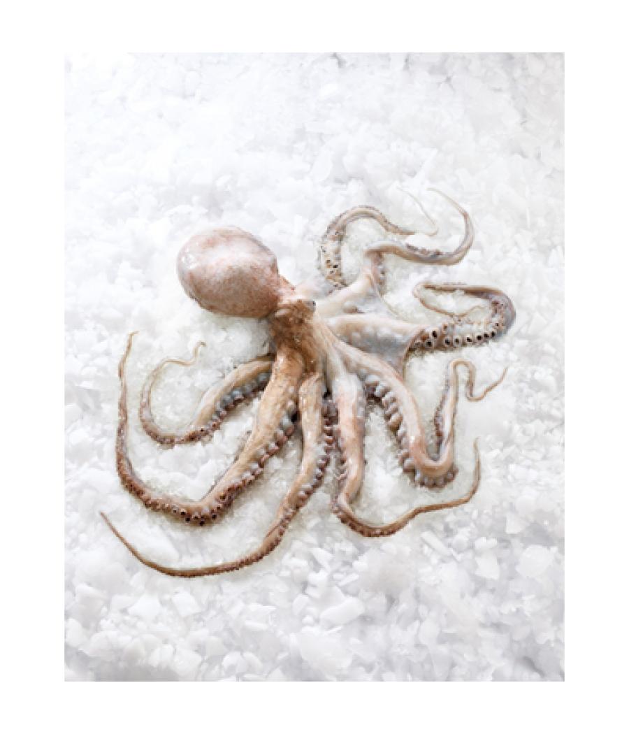 POULPE DE ROCHE CALIBRE 2/+ PECHE EN ATLANTIQUE NORD-EST PACK DE 3 POULPE DE ROCHE CALIBRE 2/+ PECHE EN ATLANTIQUE NORD-EST PACK DE 3
