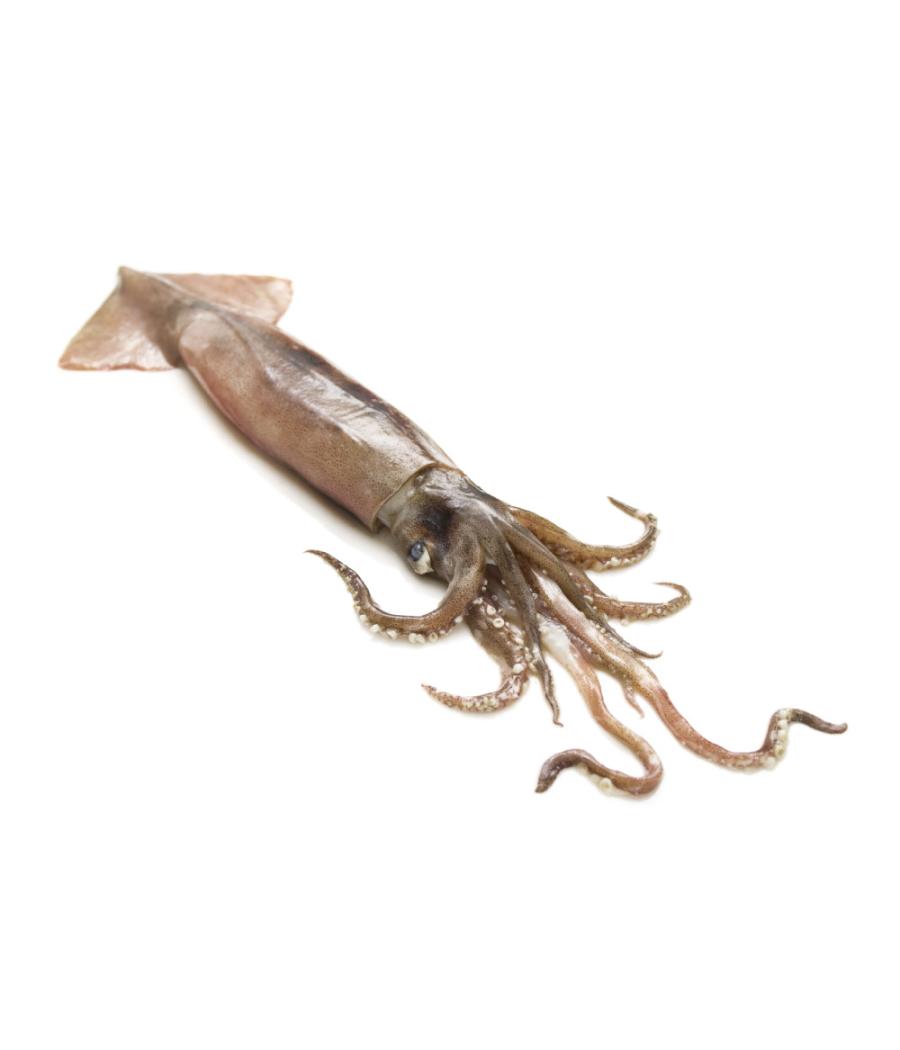 ENCORNET CALIBRE 300/500 PECHE EN MER MEDITERRANEE ENCORNET CALIBRE 300/500 PECHE EN MER MEDITERRANEE