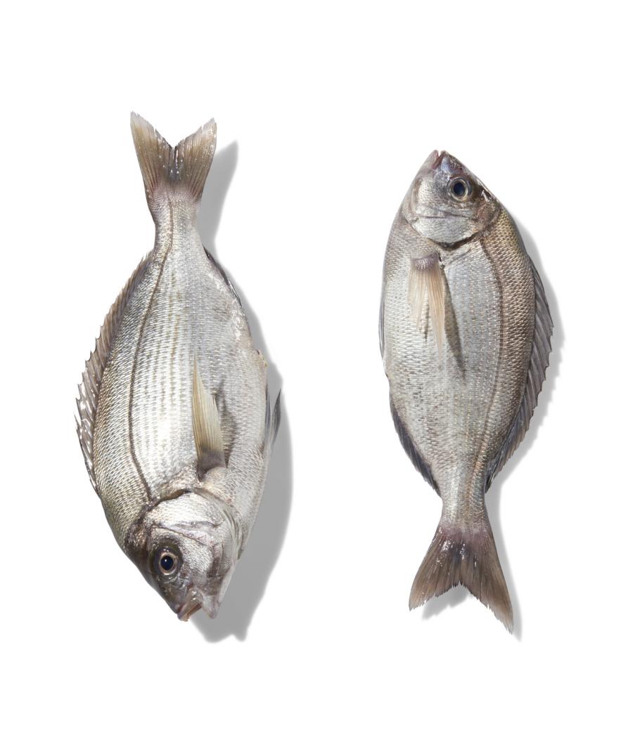 DORADE GRISE EXTRA CALIBRE 800/2.0 PECHEE EN ATLANTIQUE NORD-EST COLIS 10 KG DORADE GRISE EXTRA CALIBRE 800/2.0 PECHEE EN ATLANTIQUE NORD-EST COLIS 10 KG